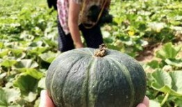 最新的瓜爆料的网红,揭秘瓜王背后的惊人真相！